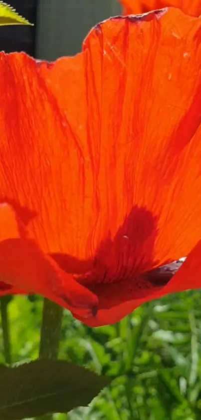 Close-up of a vibrant red poppy flower in sunlight.