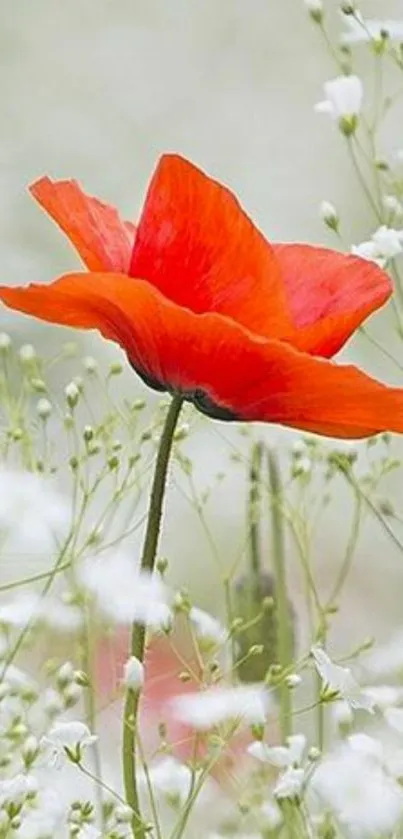 A vibrant red poppy amid delicate white flowers.