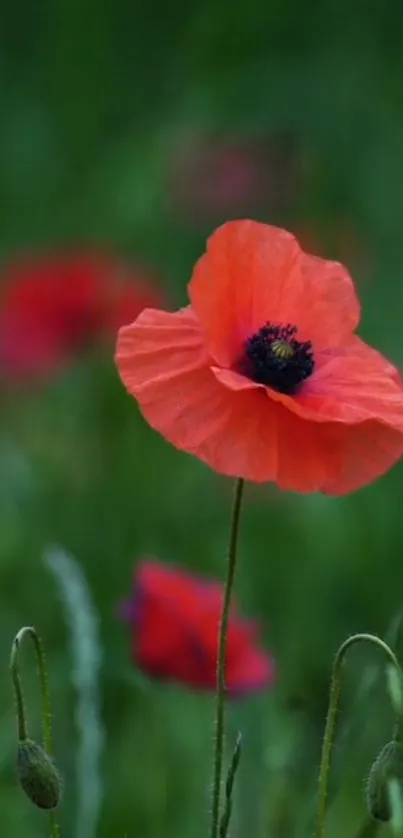 Bright red poppy flower against a lush green field.