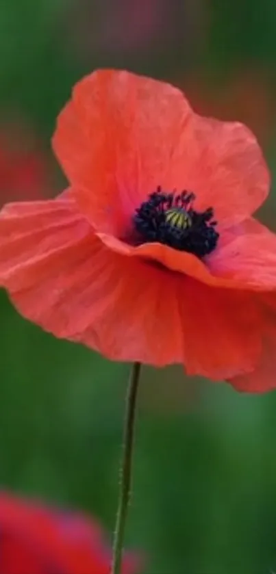 Vibrant red poppy flower with green background.