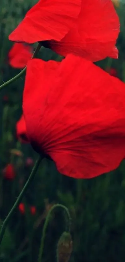 Vibrant red poppy flowers in bloom.