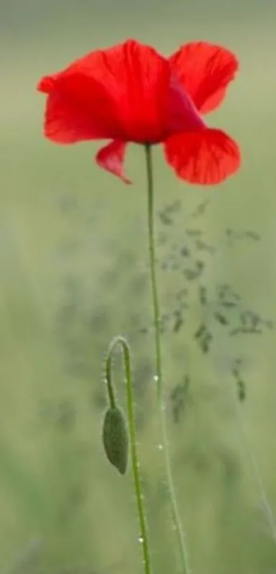 Red poppy flower in a green field, perfect for mobile wallpaper.