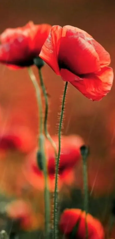 Vibrant red poppy mobile wallpaper with green stems.