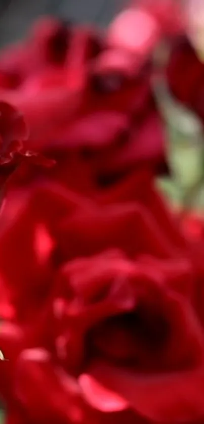 Vibrant red roses in soft focus, ideal for a striking mobile wallpaper.