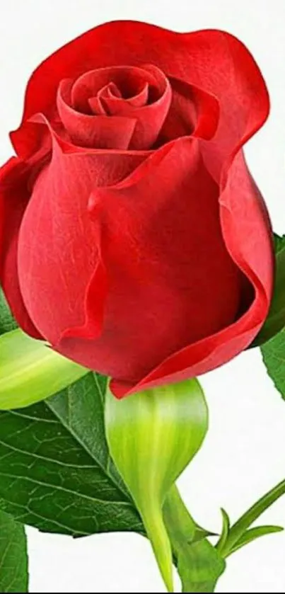 Beautiful red rose bloom with green leaves on white background.