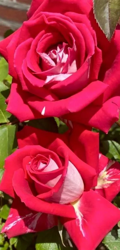 Vibrant red roses with green leaves in a garden setting.