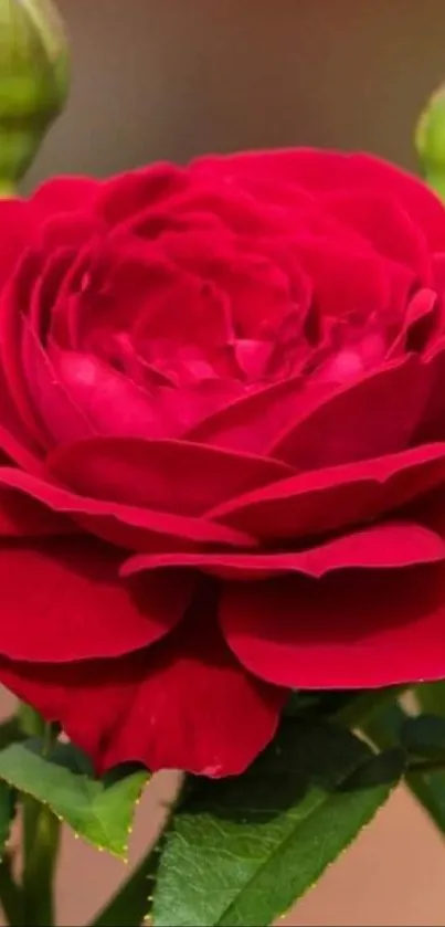 Vibrant red rose with green leaves wallpaper.