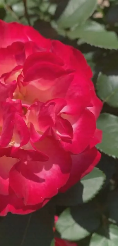 Bright red rose with green leaves wallpaper.