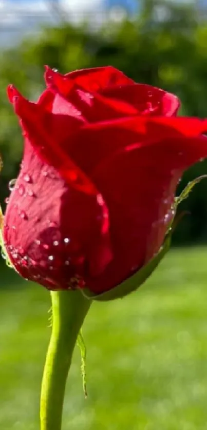 Close-up of a dewy red rose against a green background.