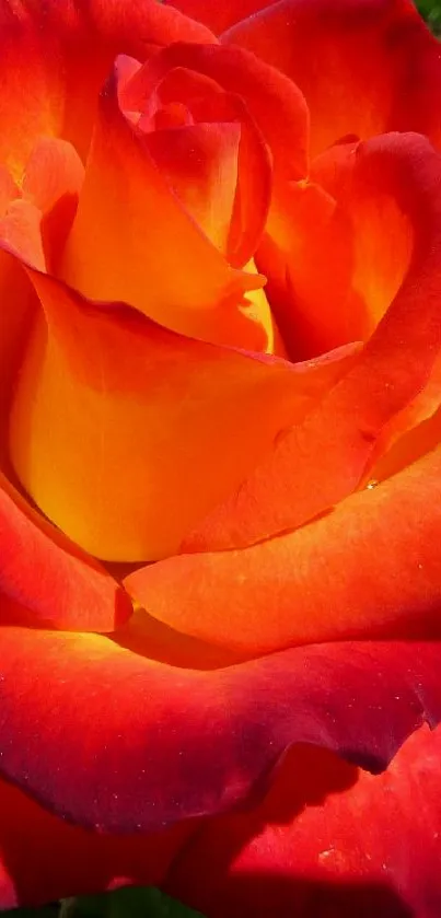 A vibrant red and yellow rose blooming in a garden setting.