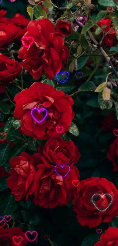 Vivid red roses with lush green leaves.