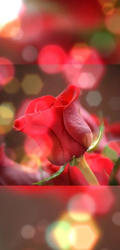 Red rose with bokeh lights mobile wallpaper.