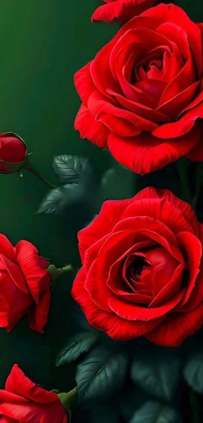 Vibrant red roses with green leaves wallpaper.