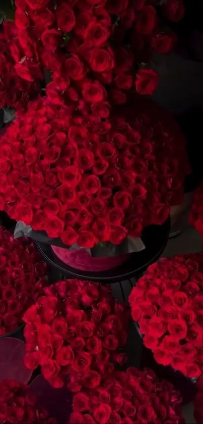 Stunning wallpaper of vibrant red rose bouquets in lush abundance.