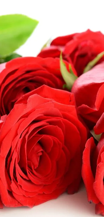 Vibrant red roses on a white background for mobile wallpaper.