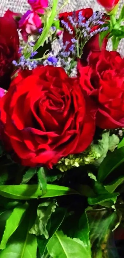 Stunning mobile wallpaper featuring vibrant red roses and lush greenery.