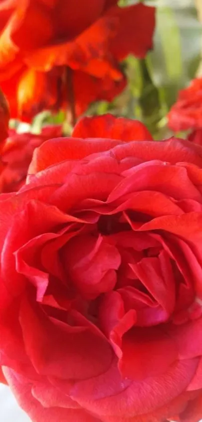 Close-up of a vibrant red rose with detailed petals.