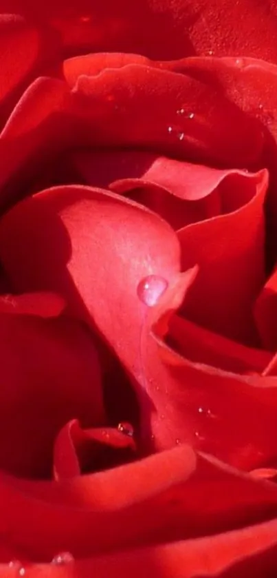 Close-up vibrant red rose petals with water droplets.