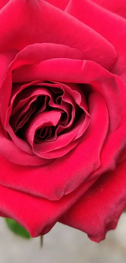 Close-up view of a vibrant red rose with detailed petals.