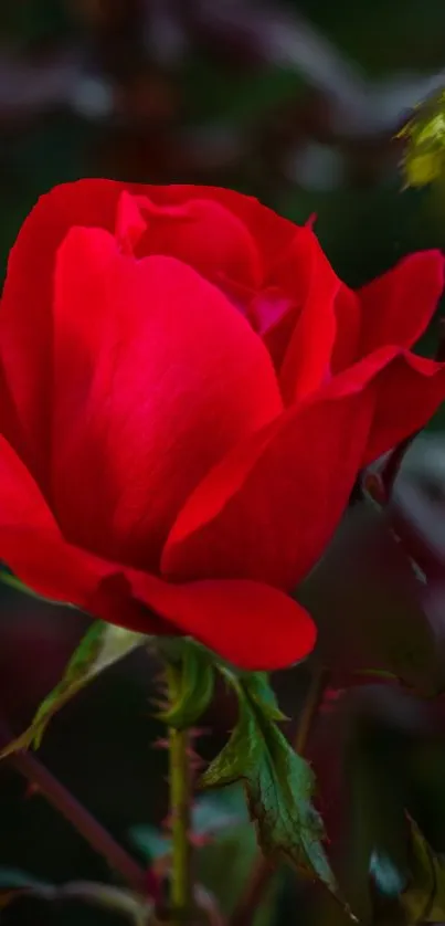 Close-up of a vibrant red rose with delicate petals.