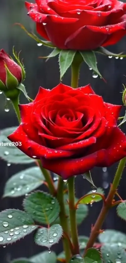 Vibrant red rose with raindrops on petals in close-up view.