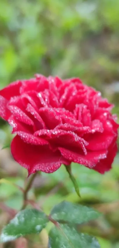 Close-up of a vibrant red rose with dew against a blurred green background.