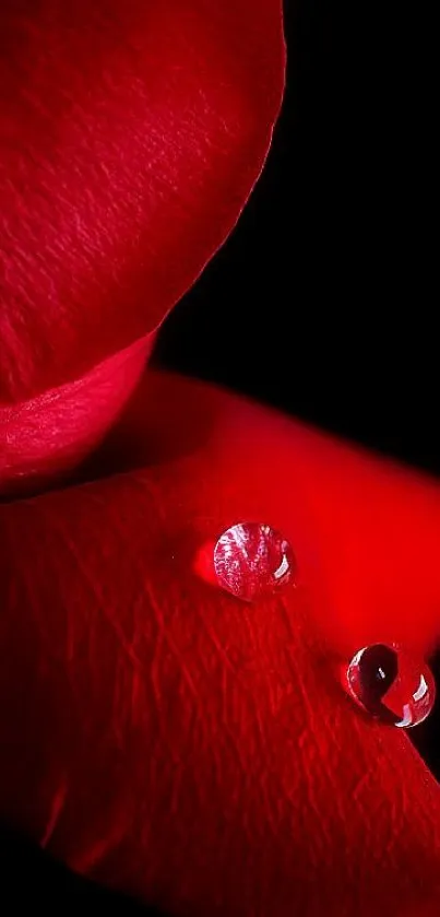 Close-up of red rose petals with dewdrops, perfect for a mobile wallpaper.