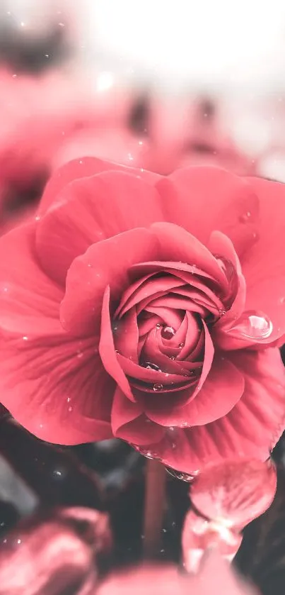 Close-up of a red rose with dewdrops, enhancing elegance.