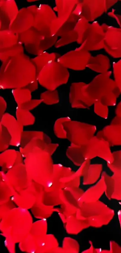 Vibrant red rose petals scattered on a dark background.