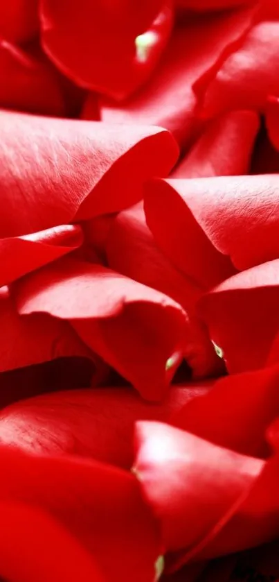 Red rose petals create a vibrant and elegant phone wallpaper.