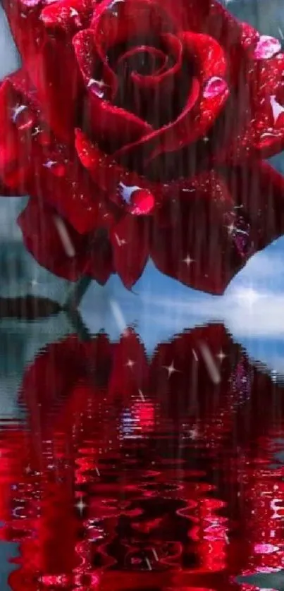 Vibrant red rose with raindrop reflection on water.