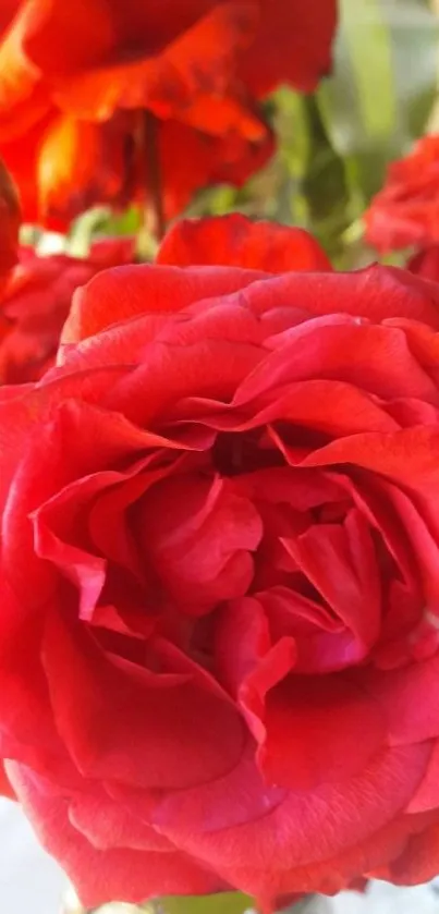 Close-up of a vibrant red rose in bloom, highlighting intricate petals.