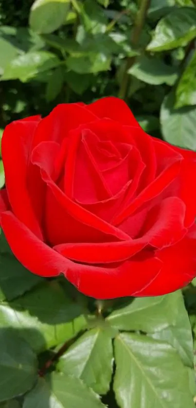 Vibrant red rose with green leaves background.