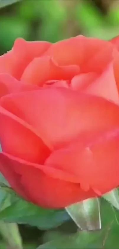 Close-up of a vibrant red rose with lush green leaves.