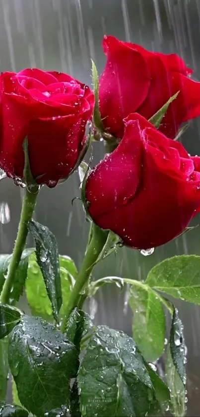 Vibrant red roses with raindrops on petals.