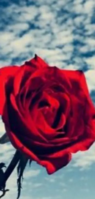 Vibrant red rose against a blue sky wallpaper.