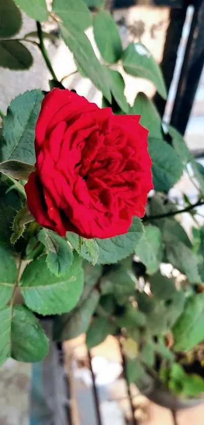 Close-up of vivid red rose with green leaves.