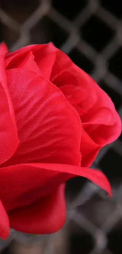 Close-up of a vibrant red rose with a dark, textured background.