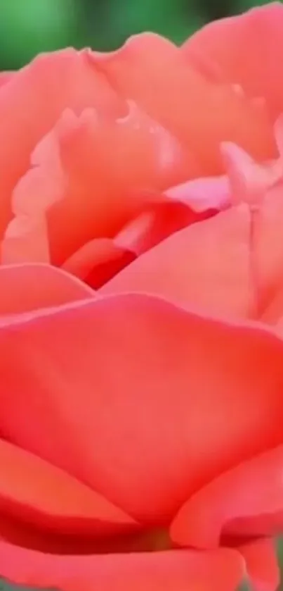 Close-up of a vibrant red rose bloom.