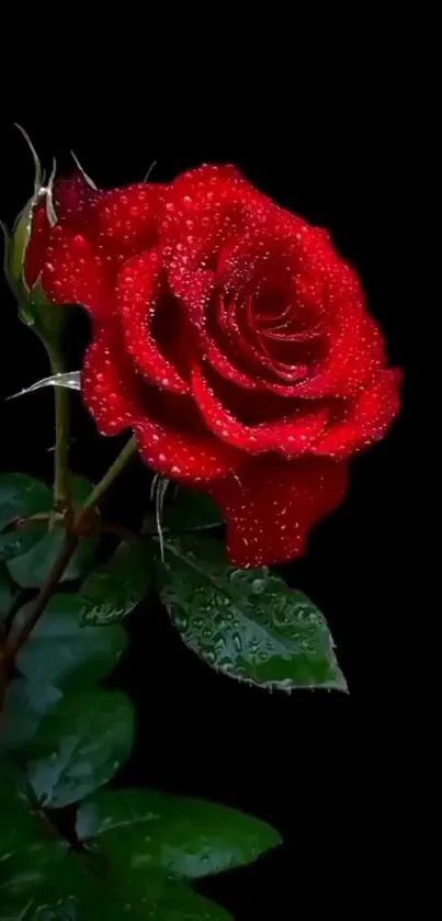 A vibrant red rose with dew drops on a dark background.