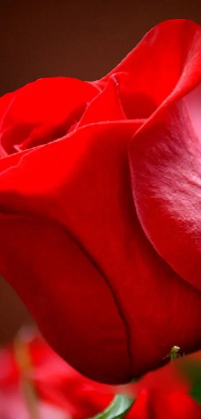 Close-up of a vibrant red rose on a brown background.