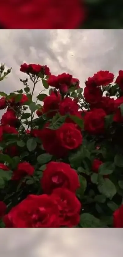 Blooming red roses against a cloudy sky.