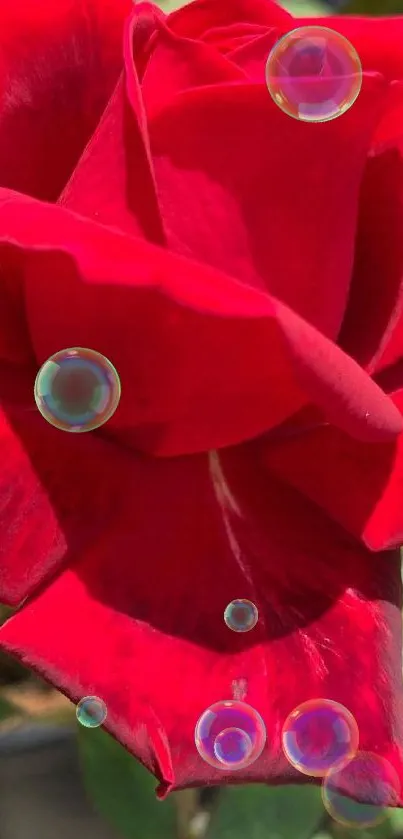 Close-up of a vibrant red rose with lush green leaves.