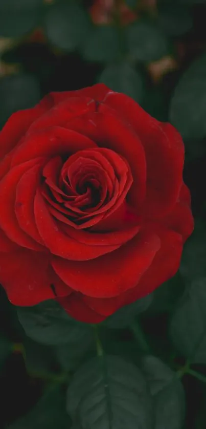 A vibrant red rose with dark green leaves background.