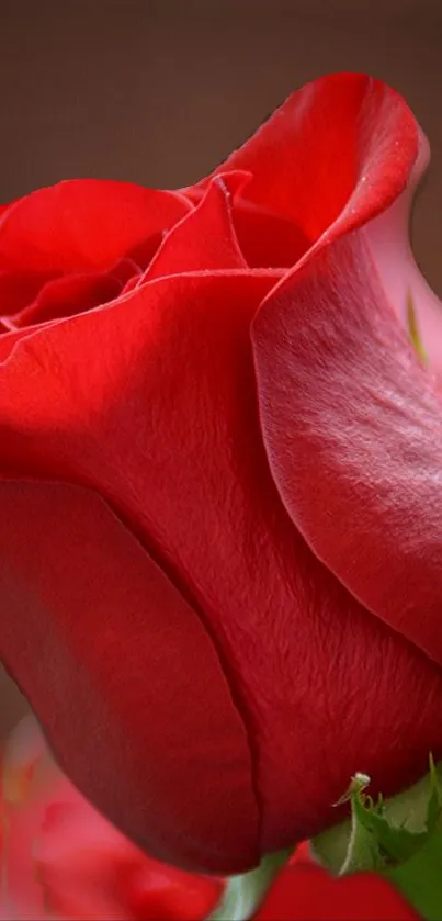 Vibrant red rose close-up wallpaper.