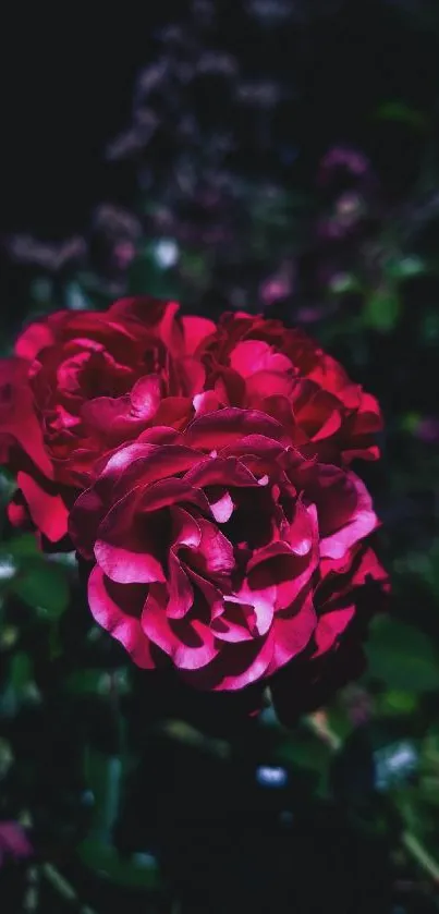 Close-up of a vibrant red rose in a lush, dark garden setting.