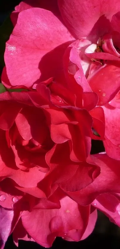 Vibrant red rose petals in close-up view.