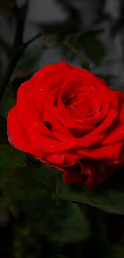 Close-up image of a vibrant red rose with detailed petals.