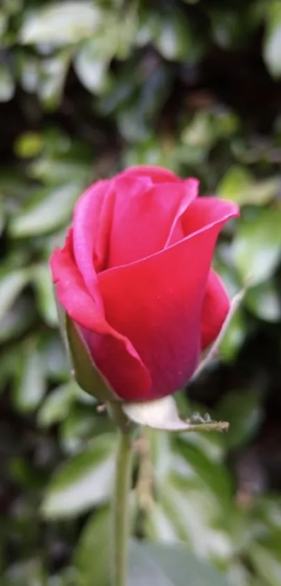 Close-up of a vibrant red rose with lush green background.