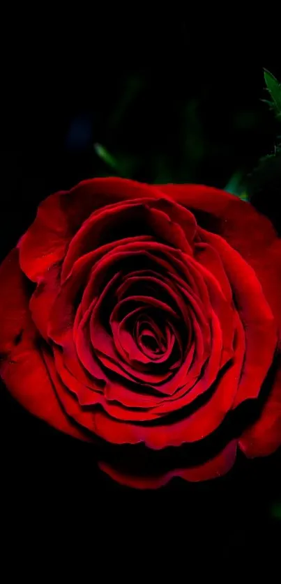 Beautiful red rose on a dark background for mobile wallpaper.